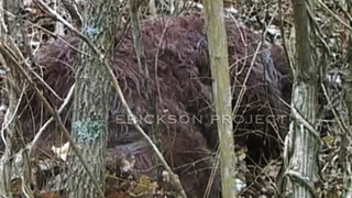 New "footage" of Bigfoot emerges
